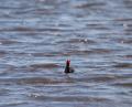 IMG_8856 moorhen